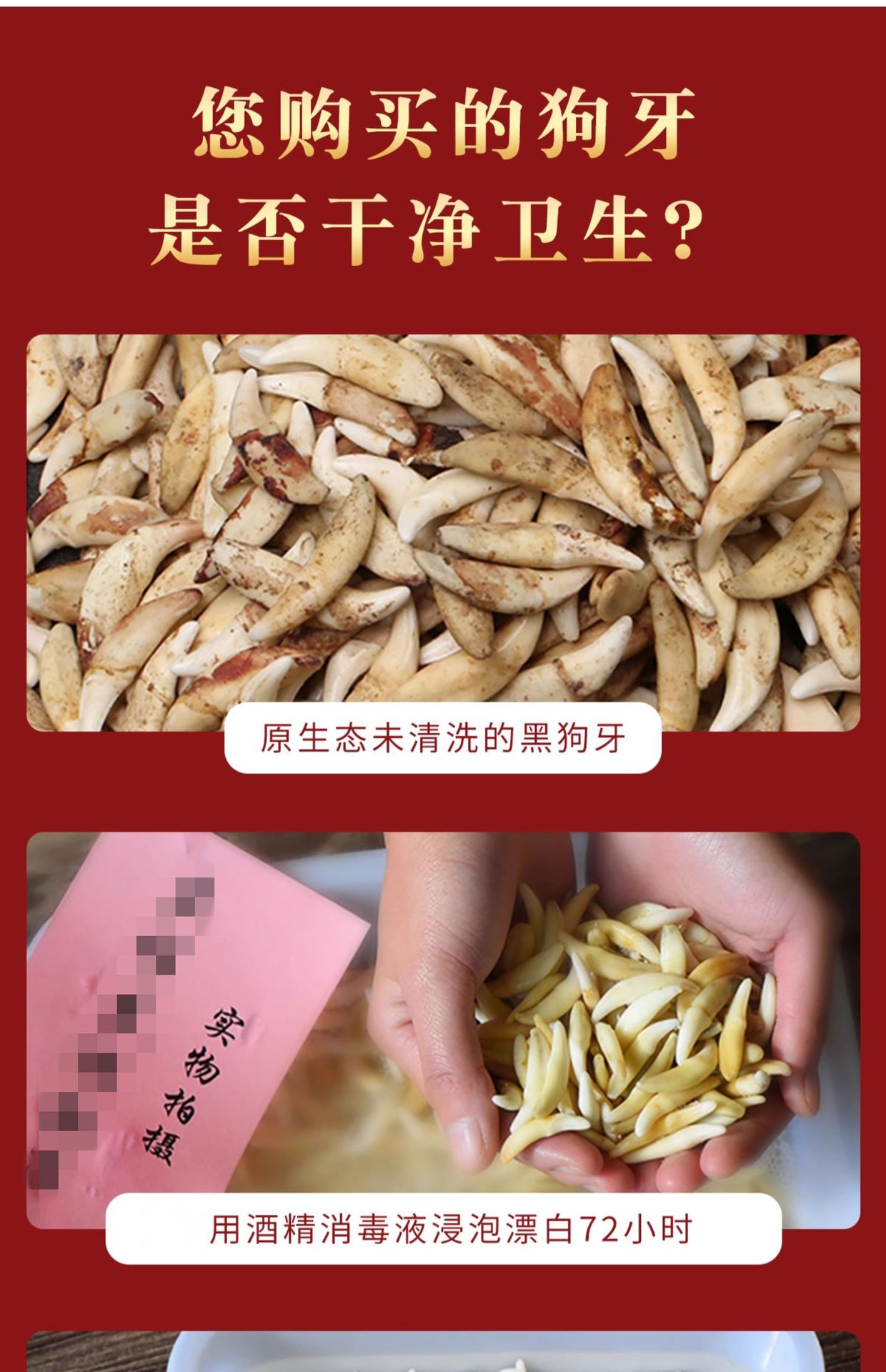 Black Dog Tooth Cinnabar Zodiac Bracelet with Peach Wood Red String for Infant Protection